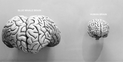 Whale brain vs human brain