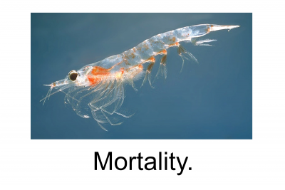 krill.png