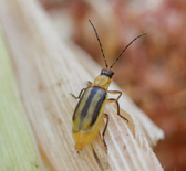 rootworm