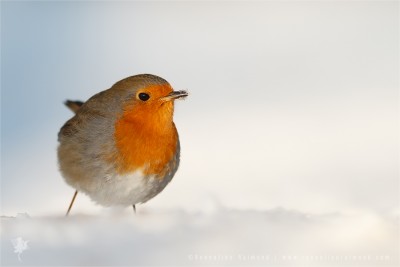 European robin